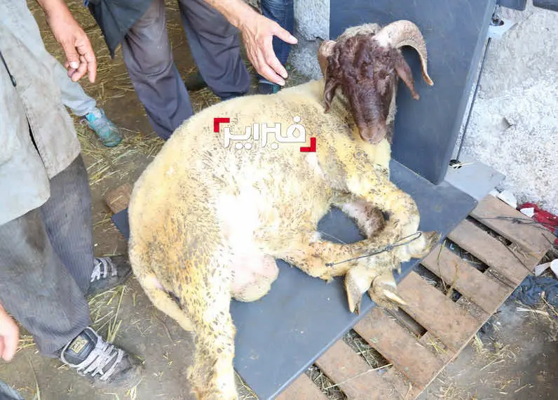 خروف