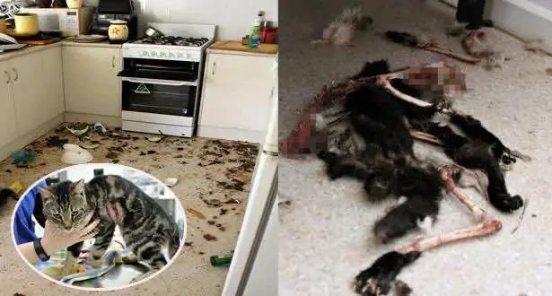 صور صادمة .. 14 قطا أكل بعضهم البعض بعد حبسهم لفترة طويلة