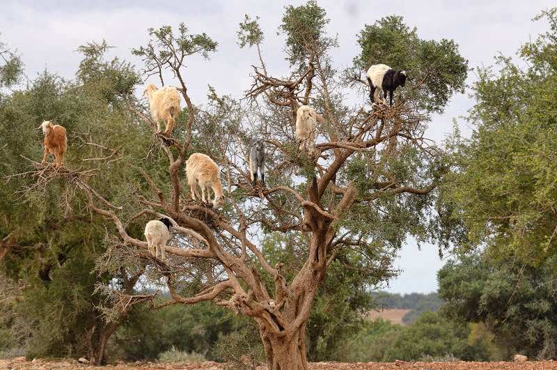  صورة لماعز يتسلق شجرة الأركان بالصويرة صورة: Minden Pictures