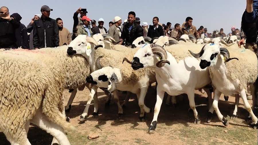 الاقبال على اضاحي العيد