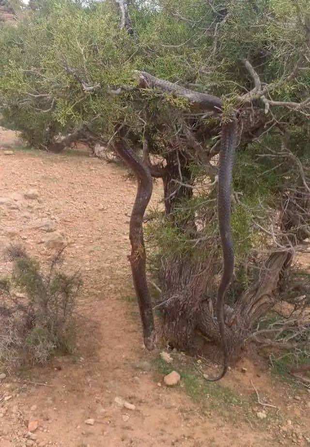 أفعى 