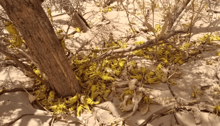 الجراد