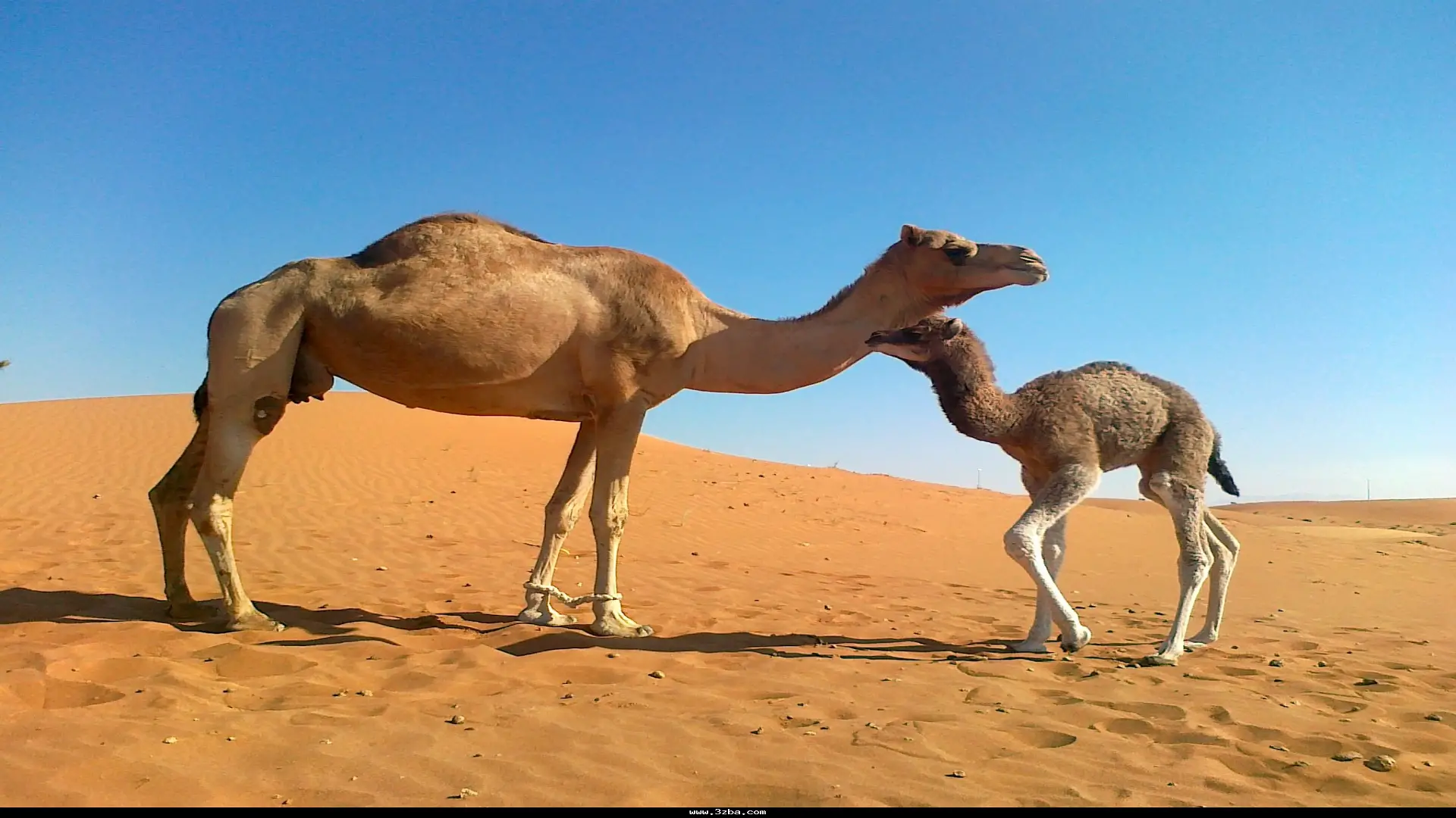 ناقة تنتقم لوفاة ابنها