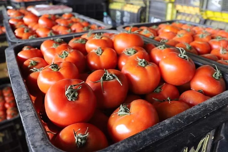 الطماطم المغربية- تصدير- بريطانيا