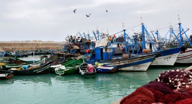 ارتفاع كمية مفرغات الصيد البحري بنسبة 7 بالمائة بميناء العرائش